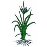 Let Nutri-Green be your “Lawn Guys”! Explore Cornell - Home Gardening - Lawn Care Library