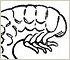 Grubs