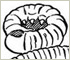Cutworms