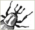 Bluegrass Billbugs