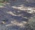 Large Bare Patch