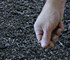 Scatter the Seed