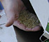 Choose Proper Seed