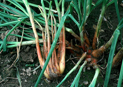 Growing Organic Shallots