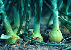 plant thumbnail