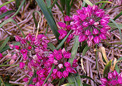 plant thumbnail