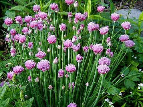 http://www.gardening.cornell.edu/homegardening/images/garden/photos_garden/Alliaceae/Allium/schoenoprasum/flower.jpg