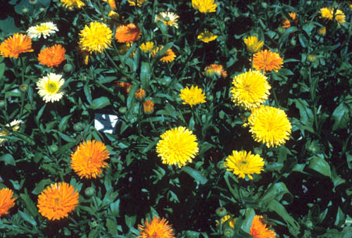 Herb of the Week is Calendula officinalis (Pot Marigold). Also