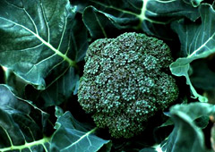plant thumbnail