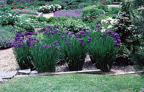 Siberian irises: how to grow - Gardens Illustrated