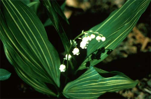 Lily of the valley (Convallaria majalis) — Yoga Judith