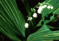  Lily of The Valley Bulbs for Planting - Stunning White Weeping  Flowers - Fresh Leucojum Bulbs to Grow (10 Bulbs) : Patio, Lawn & Garden