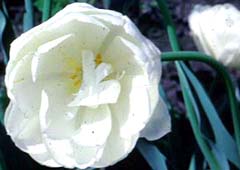 plant thumbnail