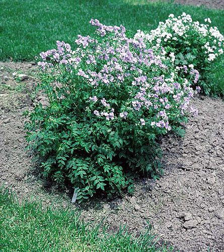 Jacobs online ladder plant