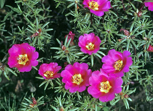 http://www.gardening.cornell.edu/homegardening/images/garden/photos_garden/Portulacaceae/Portulaca/grandiflora/flower.jpg